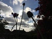 25th Oct 2017 - Thistles and sky