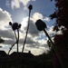 Thistles and sky by 365projectmaxine