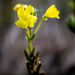Yellow Primrose Portrait by rminer