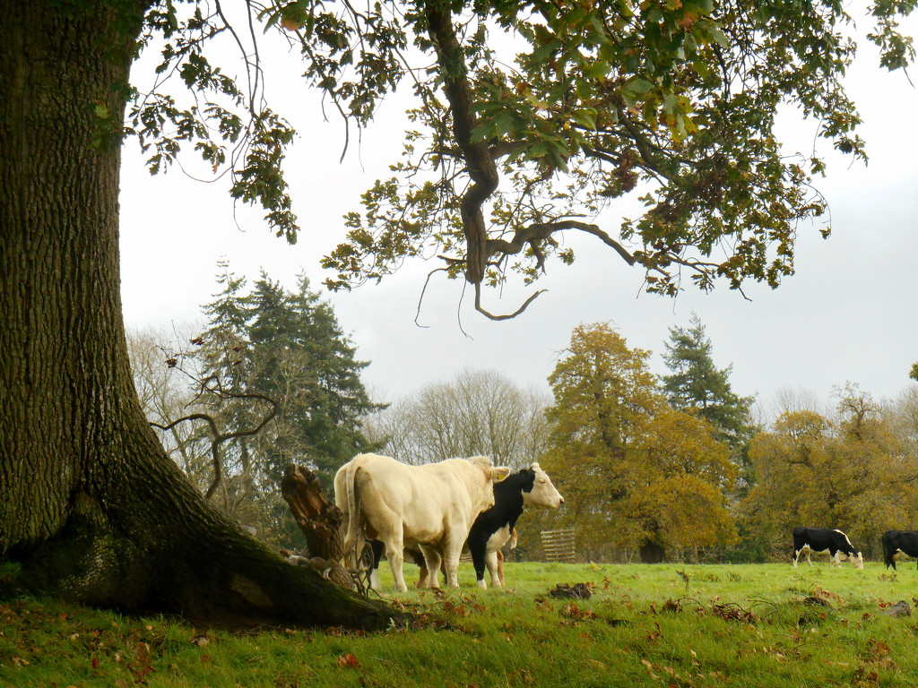 Cattle grazing in the parkland of Croft Castle... by snowy
