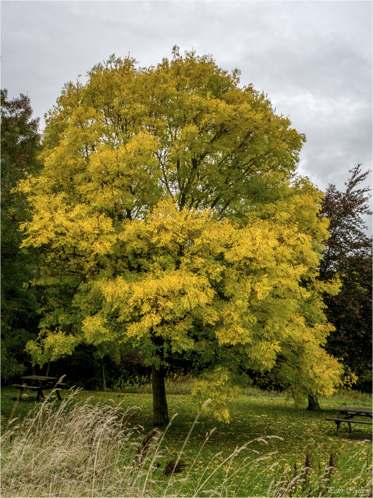Yellow Tree by pcoulson
