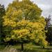 Yellow Tree by pcoulson