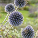 Not Allium's by pcoulson