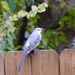 Our resident Mockingbird  by louannwarren