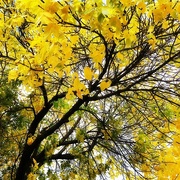 24th Oct 2017 - The Yellow Tree