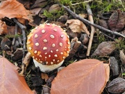 25th Oct 2017 - Fly agaric