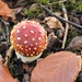Fly agaric by roachling