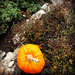 It’s Pumpkin Season by yogiw