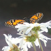 Butterfly Beauty by allie912