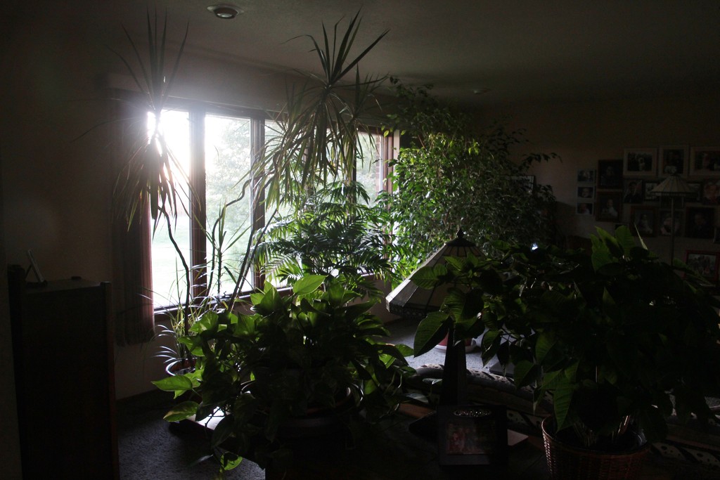 Living Room Plants at Sunrise by bjchipman