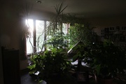 16th Oct 2017 - Living Room Plants at Sunrise