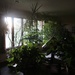 Living Room Plants at Sunrise by bjchipman