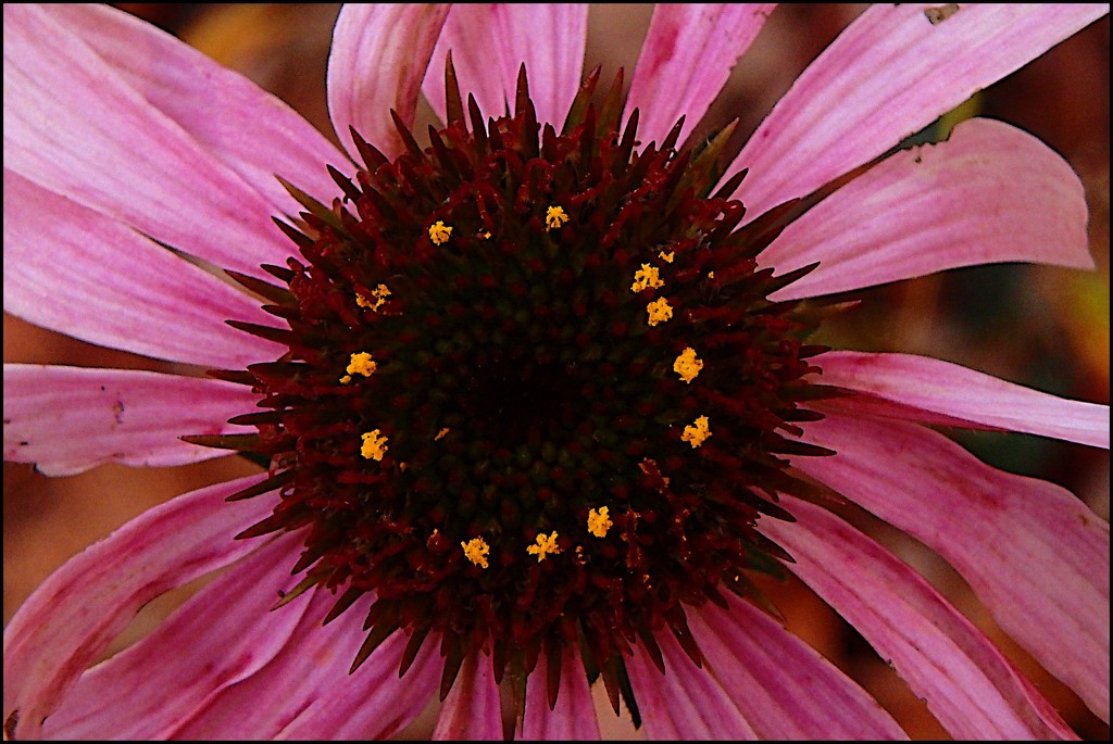 A Coneflower in October by olivetreeann
