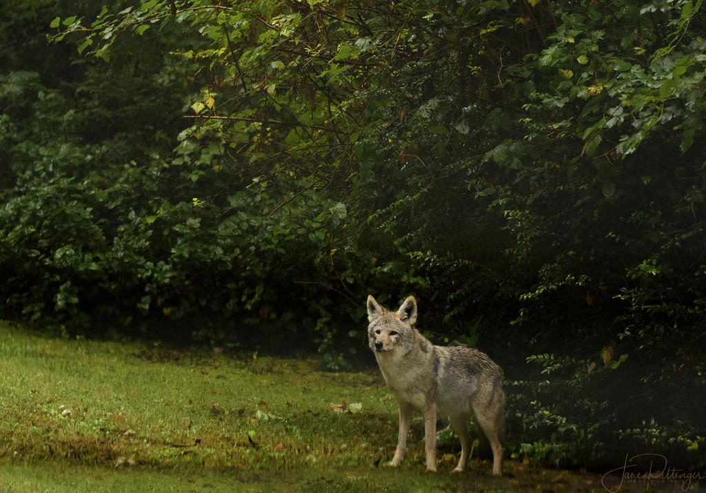 Coyote  by jgpittenger