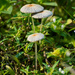 Brolly Mushrooms! by rickster549