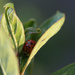 A ladybug! by ingrid01