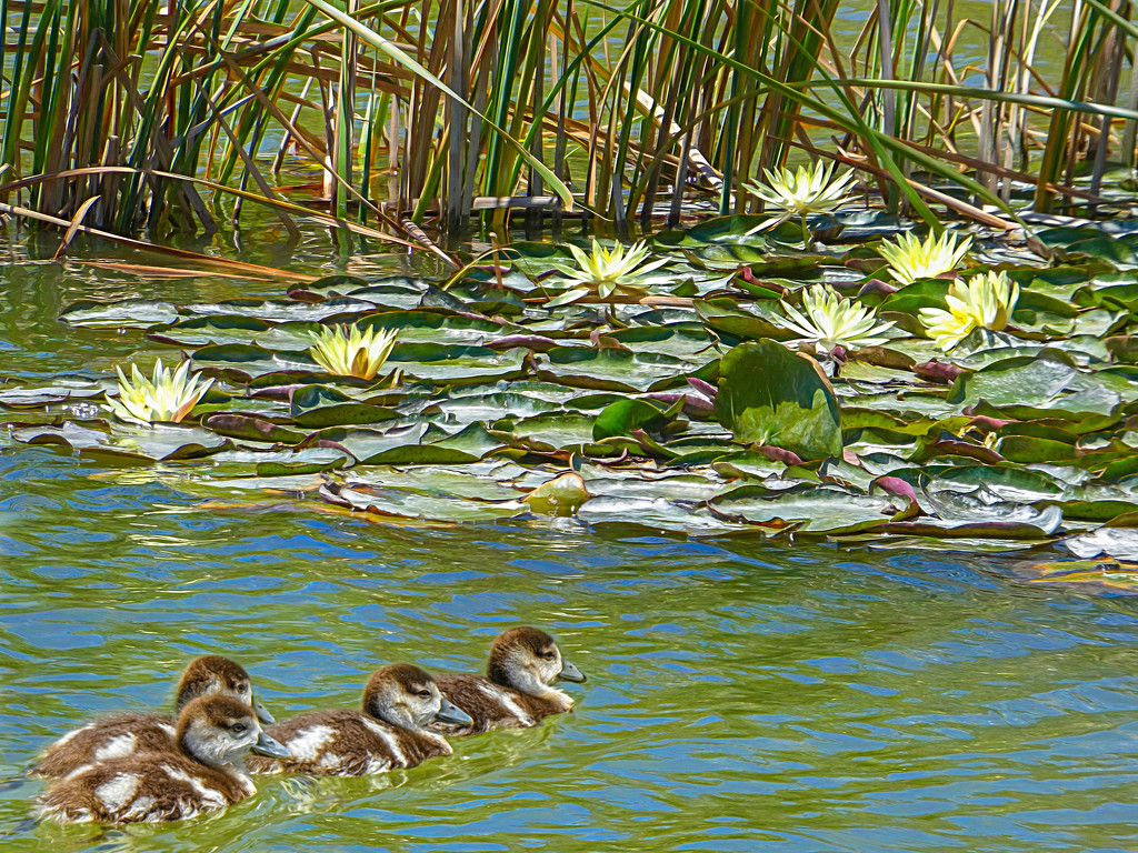More Water lilies and daring chicks! by ludwigsdiana