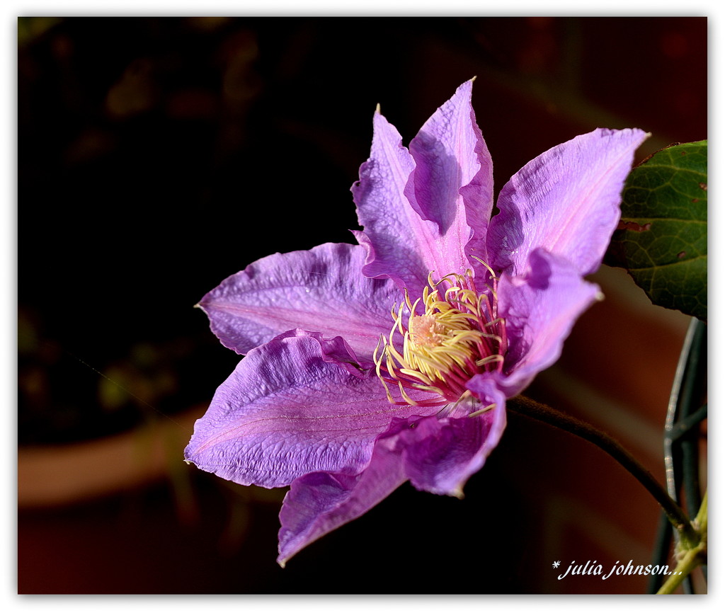 Clematis.. by julzmaioro