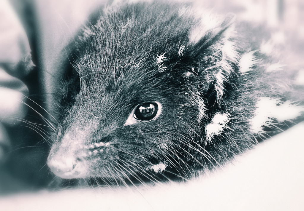 I am a quoll by annied