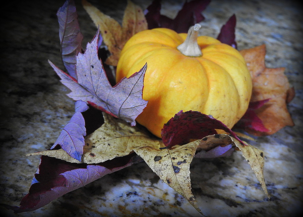Dried Autumn by homeschoolmom