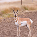pronghorn by aecasey