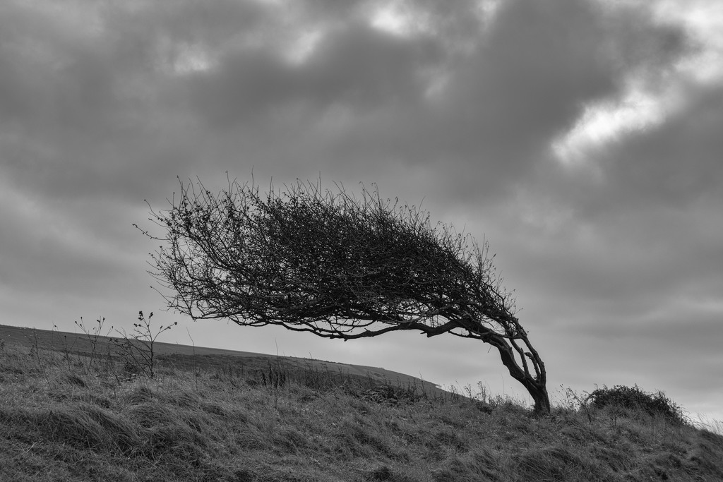Windswept tree by rumpelstiltskin
