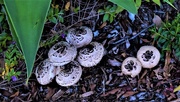 27th Oct 2017 - Mushrooms ~