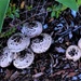Mushrooms ~ by happysnaps