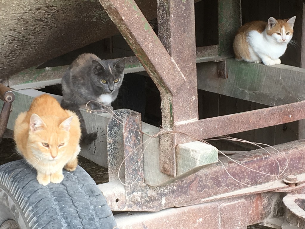 Kitty explosion at the barn!   by essiesue