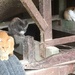 Kitty explosion at the barn!   by essiesue