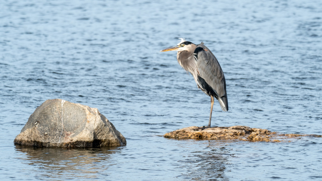 Great Blue Heron and  a rock by rminer