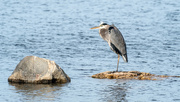 26th Oct 2017 - Great Blue Heron and  a rock
