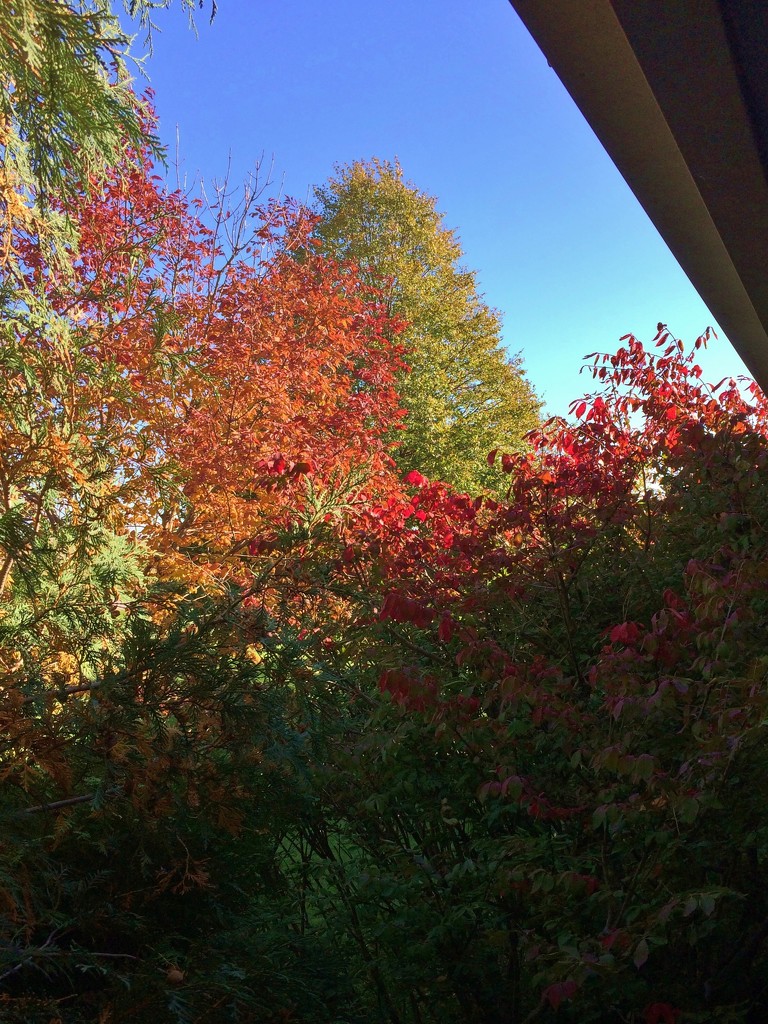Colors Of Autumn by bjchipman