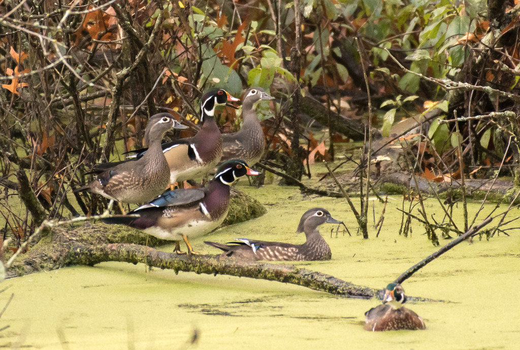 Wood duck galore  by dridsdale