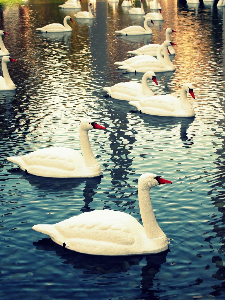 plastic swans by blueberry1222
