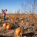 Pumpkin Inspecting by tina_mac