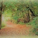 Down the lane  by beryl