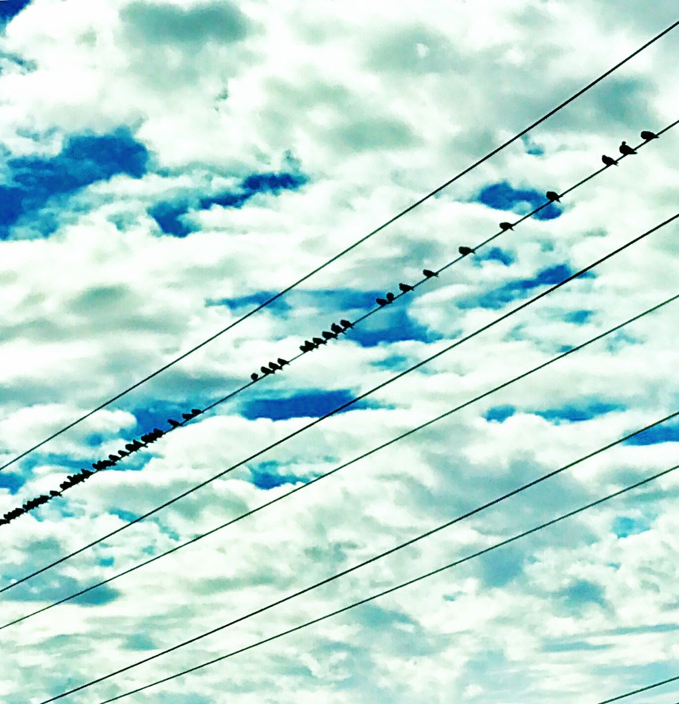 Birds On A Wire by gardenfolk