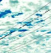 26th Oct 2017 - Birds On A Wire