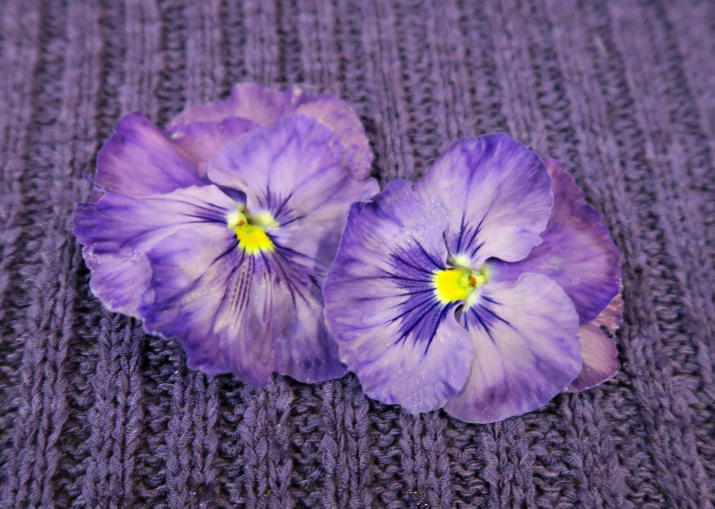 Purple  Pansies. by wendyfrost