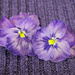 Purple  Pansies. by wendyfrost