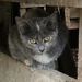 Sweet Barn Kitty by essiesue