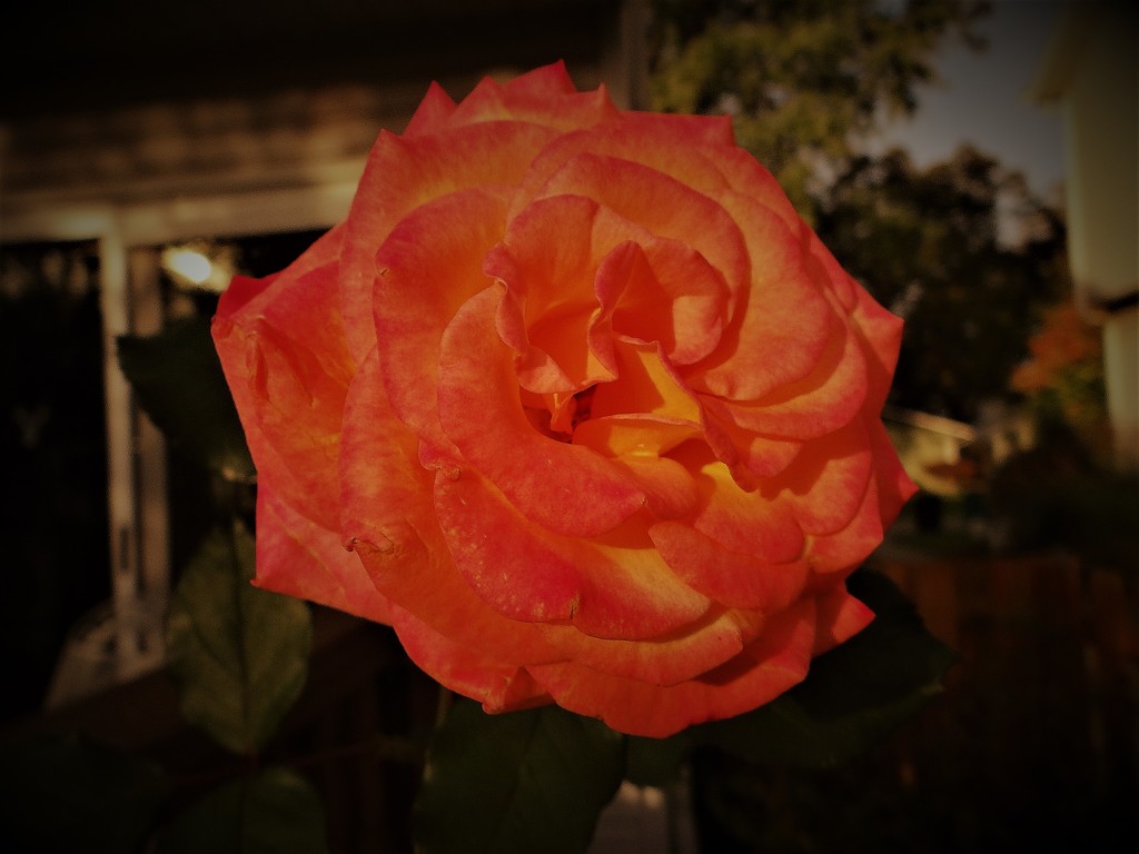 Last Rose? by brillomick