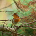 tweet tweet tweet, snazzy little robin.... by ziggy77