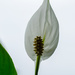 Peace lily by elisasaeter
