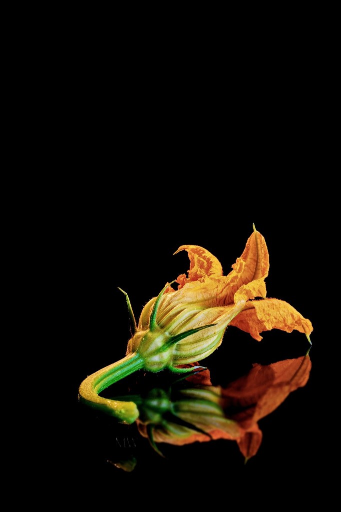 2017-10-27 the beauty of a zucchini blossom by mona65