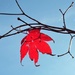 Hanging in there by suzanne234