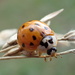 Ladybug Knee by cjwhite