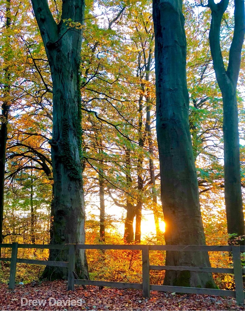 Woodland sunset  by 365projectdrewpdavies