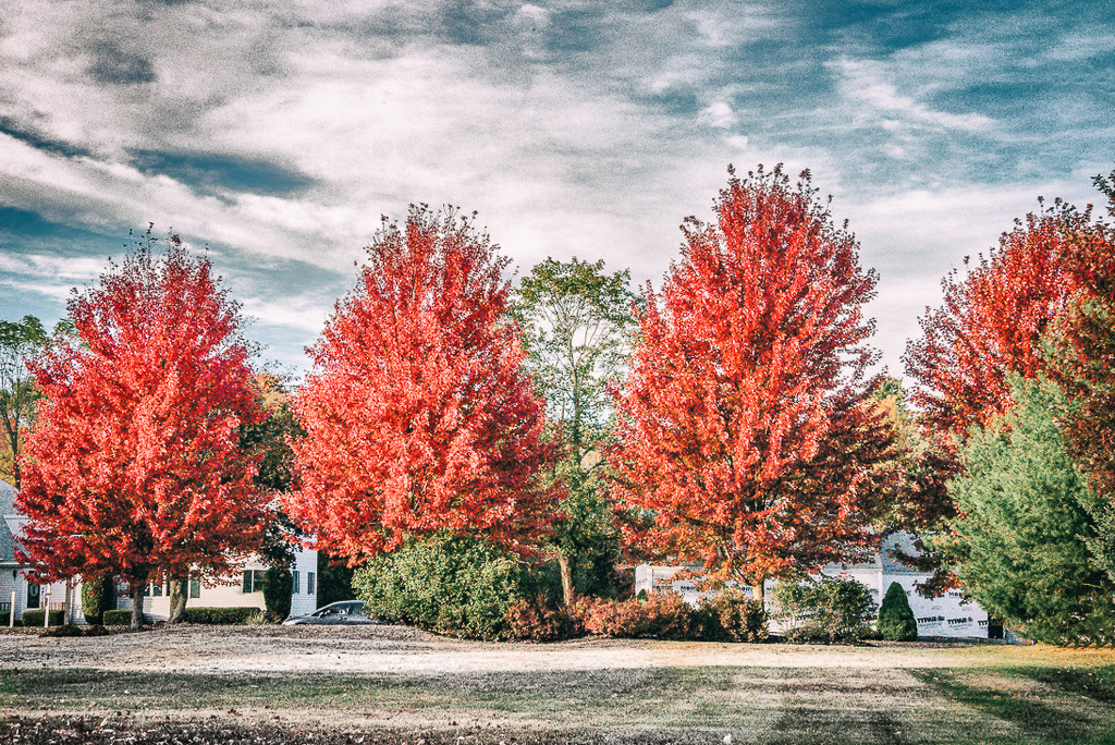 Autumn Heights by joansmor